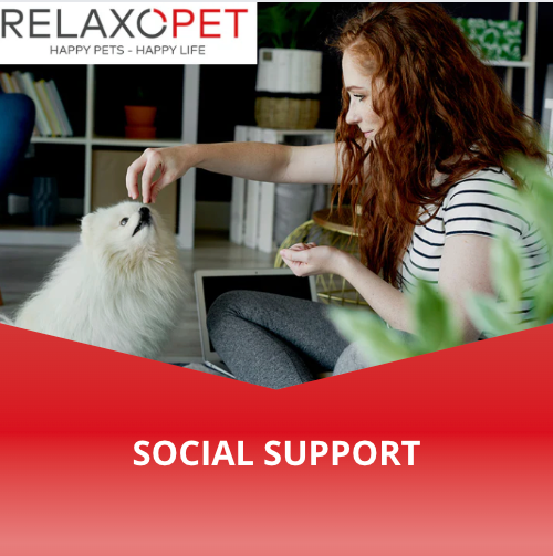 The importance of social support for our beloved four-legged friend