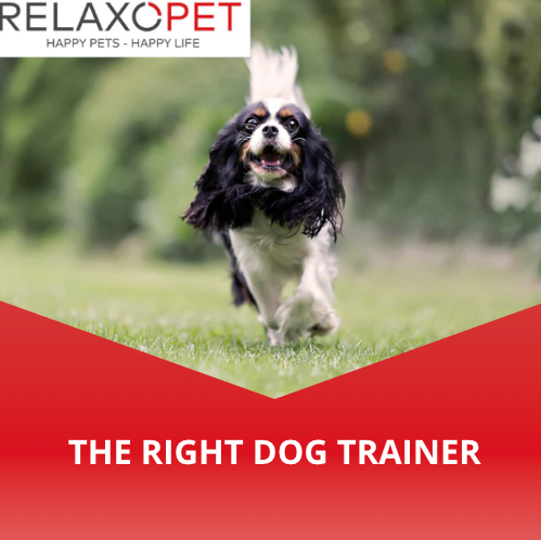 How do I recognize a good dog trainer?