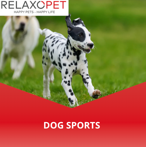 Dog sports & activities